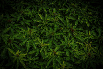 Cannabis marijuana leaf closeup background
