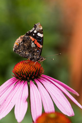 butterfly on the flower