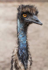 emu bird