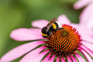 bumblebee on the flower