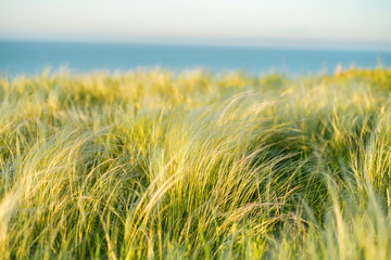 Silver feather grass swaying in wind in steppe