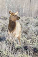 Cow elk in sagebrush meadow with grass and trees