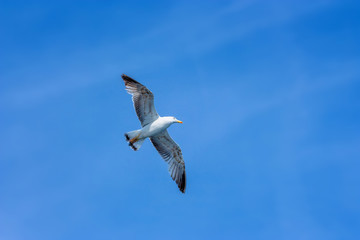 Obraz premium Seagull hovers in sky