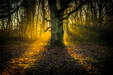 Delph Woods, Poole, Dorset