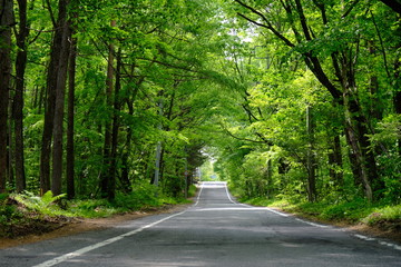 Fototapeta premium 緑のトンネル