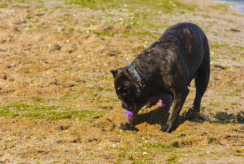 Rottweiler dog on the sand by the sea plays with a toy in the form of a ring