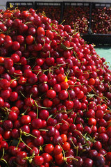 New harvest of fresh ripe red sweet cherry, street market in Italy