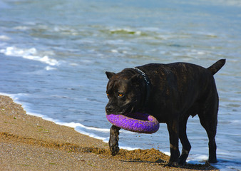 Rottweiler dog on the sand by the sea plays with a toy in the form of a ring