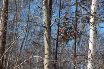 blue sky through trees, branches, day, early spring, forest, mistletoe on the tree, park, red berries, tree bark, tree trunks, trees without leaves, winter