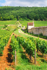 Vineyards of Burgundy - obrazy, fototapety, plakaty