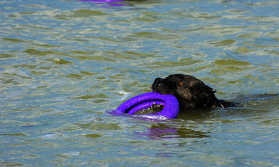 Fototapeta premium Rottweiler dog in the water on the beach playing with a toy in the form of a ring
