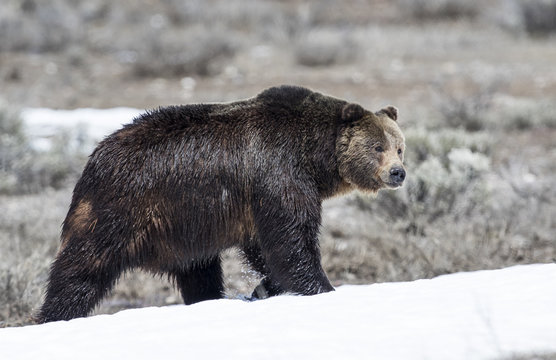 Grizzly Bear On Snow In Early Spring