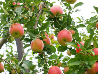 Apple orchard in Japan