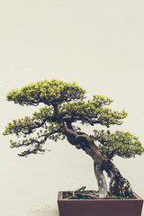 Bonsai