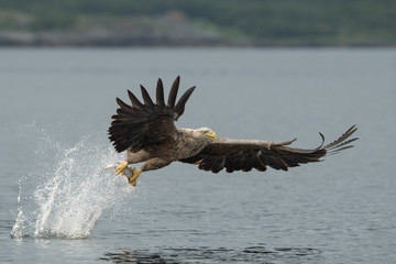 Hunting White Tailed Eagle.