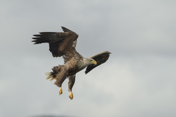 Hunting White Tailed Eagle.