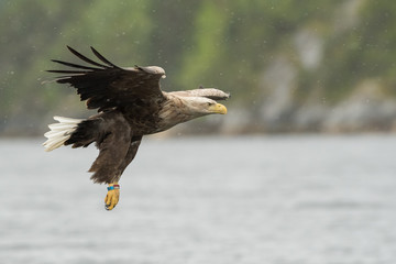 White Tailed Eagle Hunting.