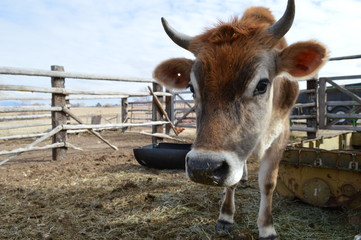 Horned cow in corral on a farm