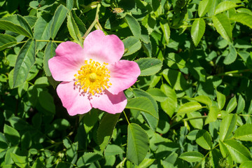 wild rose bush