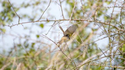 Oiseau à l'envol