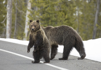 Bear cub and mother crossing road