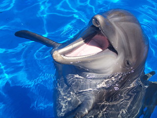 Dolphin laughing