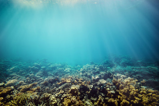 Fototapeta Underwater coral reef on the red sea