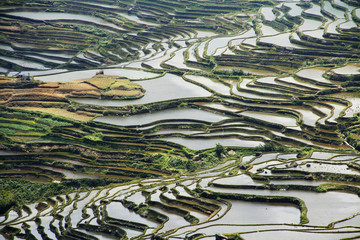 Fototapeta premium Rice terraces China