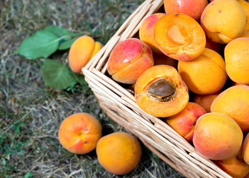 Ripe apricots in a box.