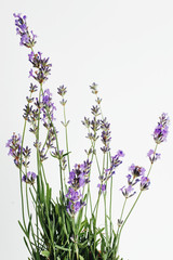 branch of lavender lies on a white background