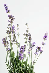 Deurstickers branch of lavender lies on a white background © Денис Кипкаев