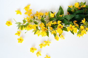 Yellow flowers lie on a white background