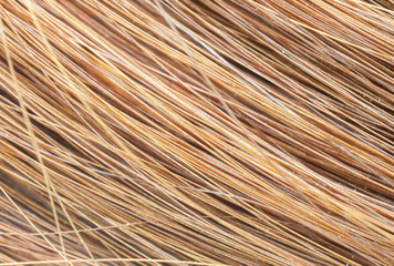 Obraz premium close-up brown hair, Macro shot of hair.