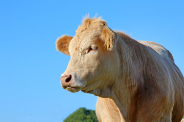 Fototapeta premium Portrait of brown cow against blue sky, Ireland 