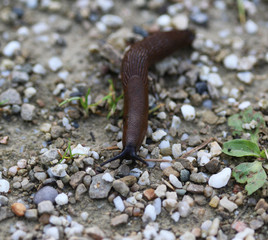 The red slug (Arion rufus)