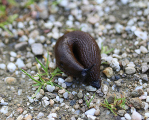 The red slug (Arion rufus)