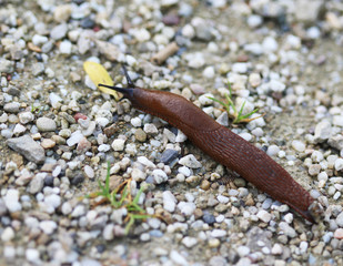 The red slug (Arion rufus)