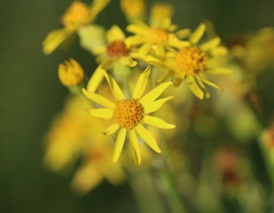 hoary ragwort (Jacobaea erucifolia)