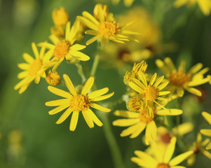 Obraz premium hoary ragwort (Jacobaea erucifolia)