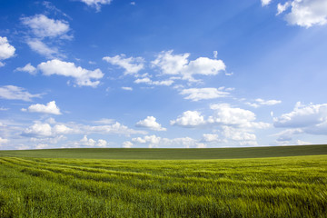 Field on the hills