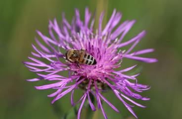 Fototapeta premium Honey bee on flower