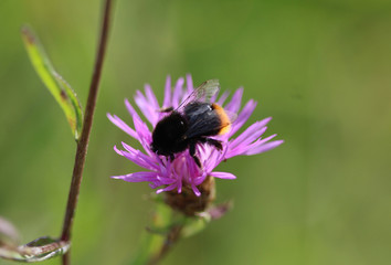 Red-tailed bumblebee (Bombus lapidarius)