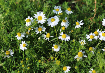 feverfew (Tanacetum parthenium)