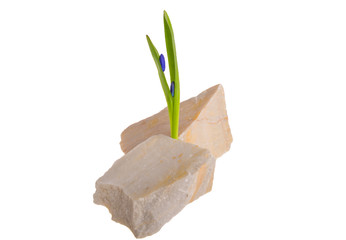 Scilla stone marble on a white background