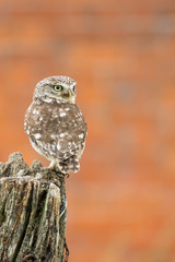 Portrait of a little owl on a fence post - Athene Noctua