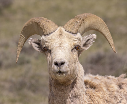 Bighorn sheep ram looking directly at viewer