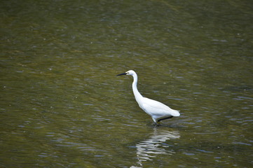 egrets