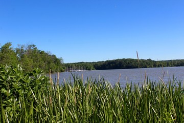 Obraz premium The lakes marina over the tall grass on a sunny summer day.