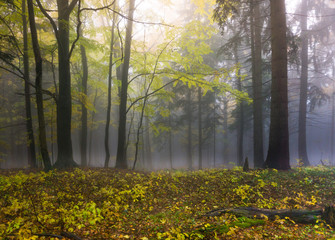 Mysterious autumn forest with different color trees and dense fog in Czech Republic, Europe