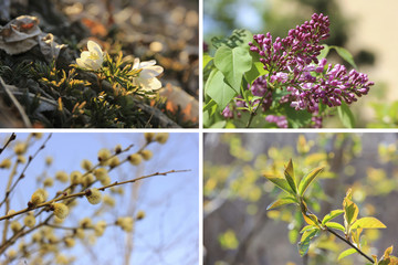 Collage of spring images